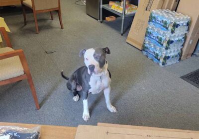 Titan’s Office Mascot