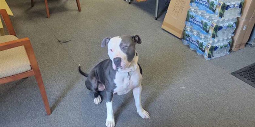 Titan’s Office Mascot